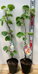 yYZbgzLECt[c@c؁@5@W{CG[ƗY(y11)