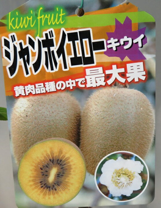 楽天市場】【雌雄セット】キウイフルーツ 6号苗木 ジャンボイエローと 