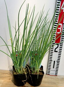 y2Zbgz˂c(lMcj|bgc