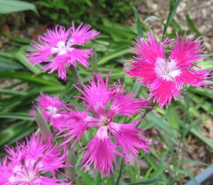 �J�����i�f�V�R�ԉ�(�Z���s���N)�@ 3���c