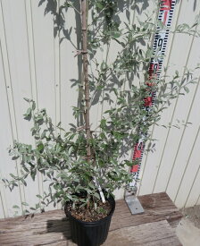 現品　ロシアンオリーブ　7号苗木　　F223