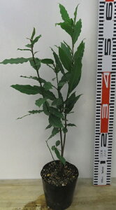 jiQbPCWj i[E[Gj4c(e02)