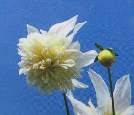 【早期予約品】八重咲き皇帝ダリア苗 白花　ホワイトエンジェル　3.5号苗【26年3月18日入荷予定】