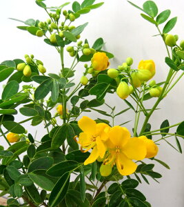 AfX̉iJbVA@R{Tj@6Ac(h16)