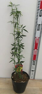 �����b�R�E�o���@���d�炫�@5���c��(e10)