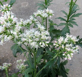 キクバフジバカマ　菊葉藤袴　白花3.5号苗