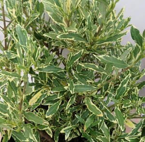 PN`iVitCqN`iVj@c؁@5 ib00j