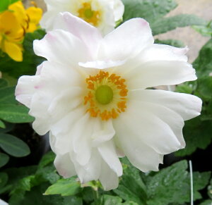 HeiVECMNj@d3.5c(c06)