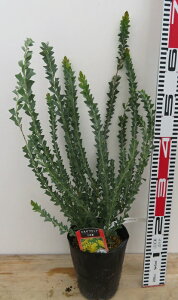 OptAJVAiTJNoAJVAj5c(i11)