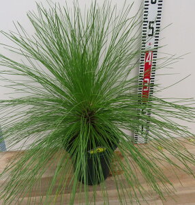 i@剤i_CIEVEj@剤̕c؁@6