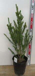 MoCJ'RpN^@ii' @7|bgc(y13)