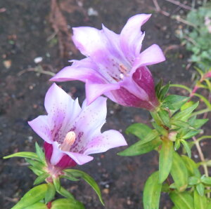 ���g�����h�E�@3���c(g03)