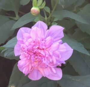 y\izd炫c_Ac@_uCyAX@3.5cy26N318ח\z