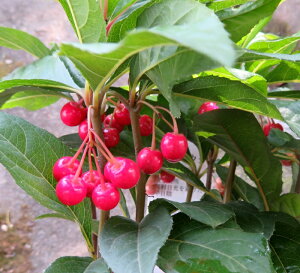 �y���t���z���u�R�E�W�@3���|�b�g�c(h42)