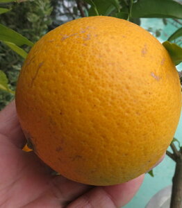 yiz݂c؁@()@10A@L127