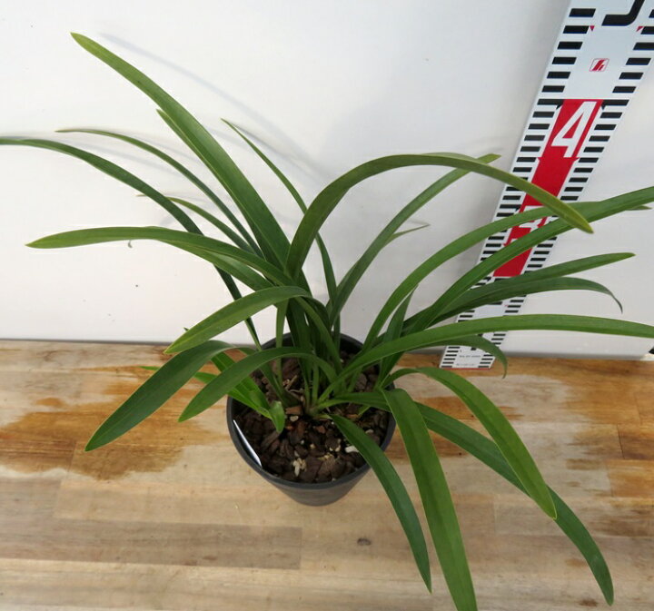 楽天市場】キンリョウヘン（金稜辺）5号鉢植え花芽付き(h42) : 千草園芸