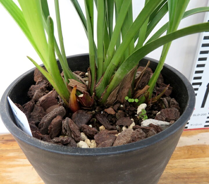 楽天市場】キンリョウヘン（金稜辺）5号鉢植え花芽付き(h42) : 千草園芸