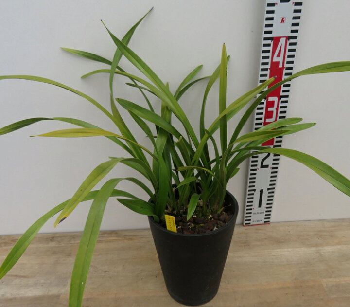楽天市場】キンリョウヘン（金稜辺）5号鉢植え 花芽3本立ち : 千草園芸