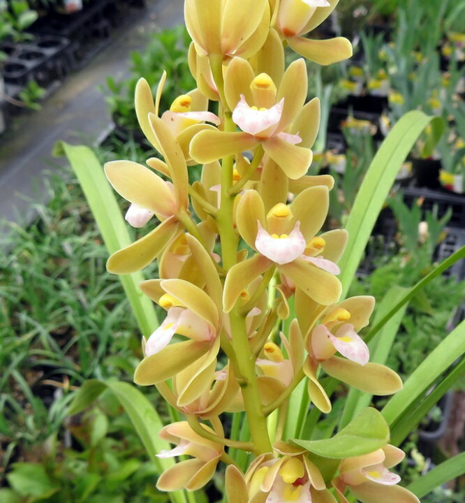 楽天市場】現品 白花系キンリョウヘン（金稜辺） 4号鉢植え 4本立ち 
