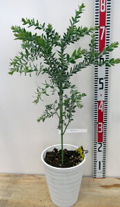 植木 ブルーブッシュ」の人気商品一覧・価格比較 - 価格.com