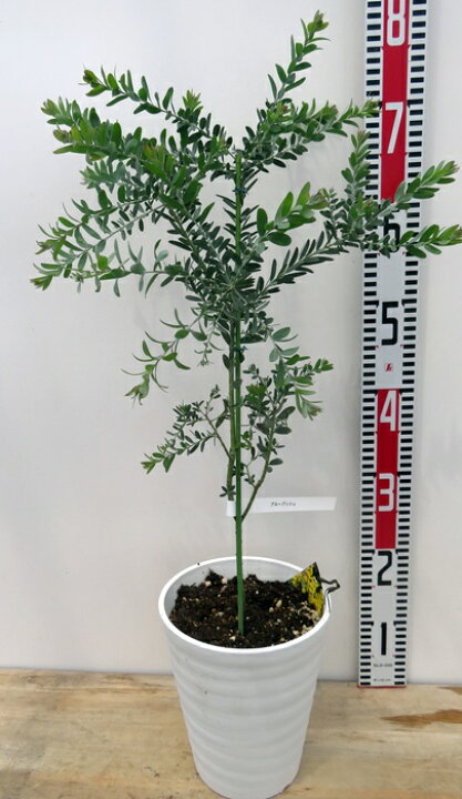 楽天市場】アカシア ブルーブッシュ 苗木 6号鉢植え(f03) : 千草園芸