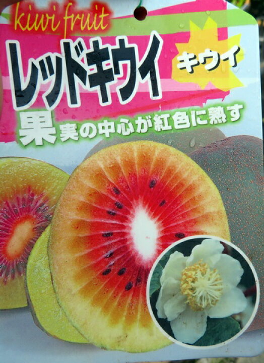 楽天市場】【雌雄セット】キウイフルーツ 5号苗木 レッドキウイと雄木 