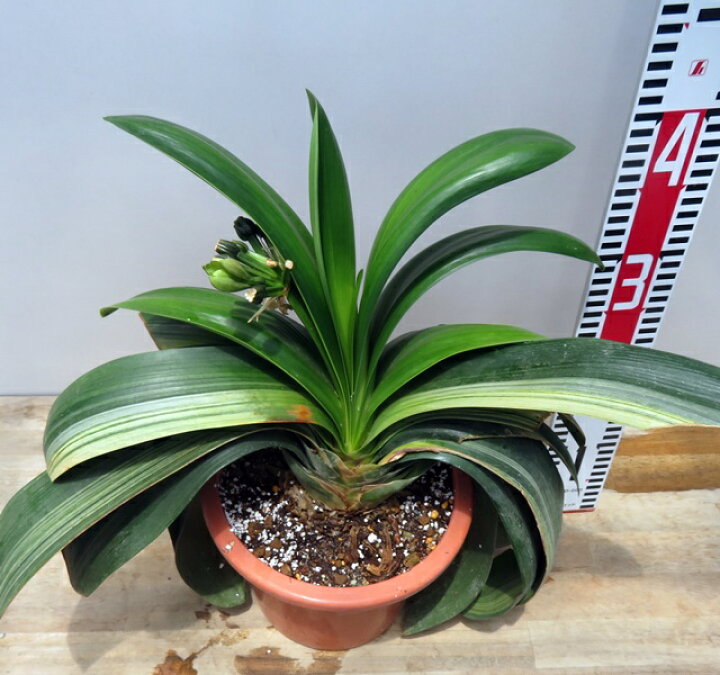 楽天市場】【現品発送】斑入りクンシラン(君子蘭) 6号鉢植え301 : 千草園芸