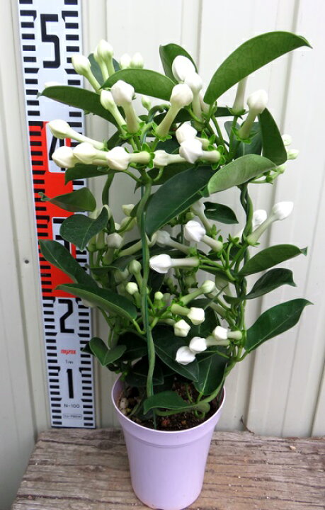 楽天市場 花終わり マダガスカルジャスミン 4号鉢植え 千草園芸