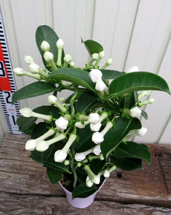 楽天市場 花終わり マダガスカルジャスミン 4号鉢植え 千草園芸