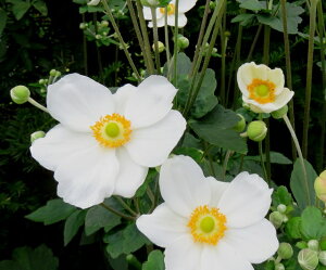 秋明菊(シュウメイギク)白一重 3.5号苗(b12 b13)