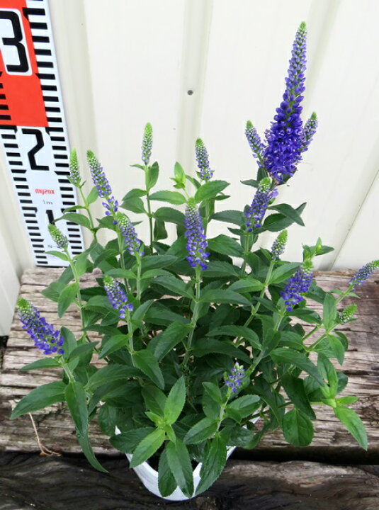 楽天市場 ベロニカ スピカータ マリエッタ 3 5号ポット苗 千草園芸