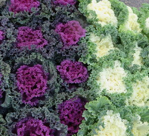 y24Zbgzn{^itOj݁i߂nj3cG߂̉ԕc