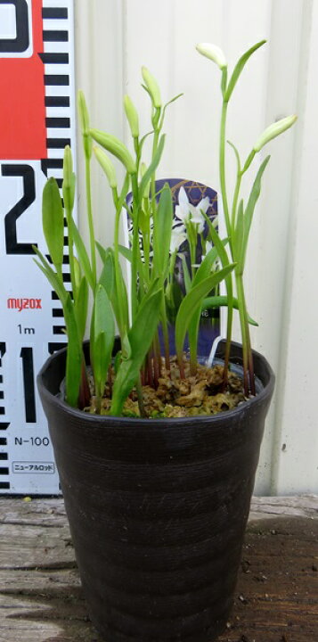 楽天市場】日本トキソウ 白花 3.5号 : 千草園芸 