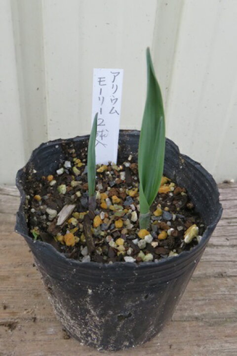 楽天市場 アリウム モーリー 2球植えポット苗2個 千草園芸