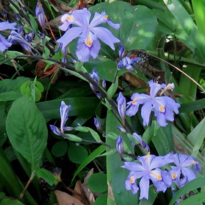 楽天市場 中国青花 シャガ F08 千草園芸