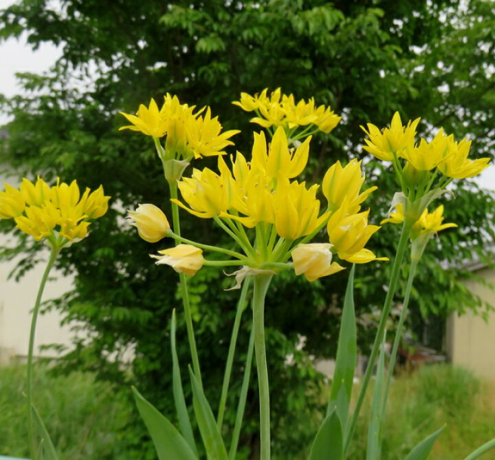 楽天市場 アリウム モーリー 2球植えポット苗2個 千草園芸
