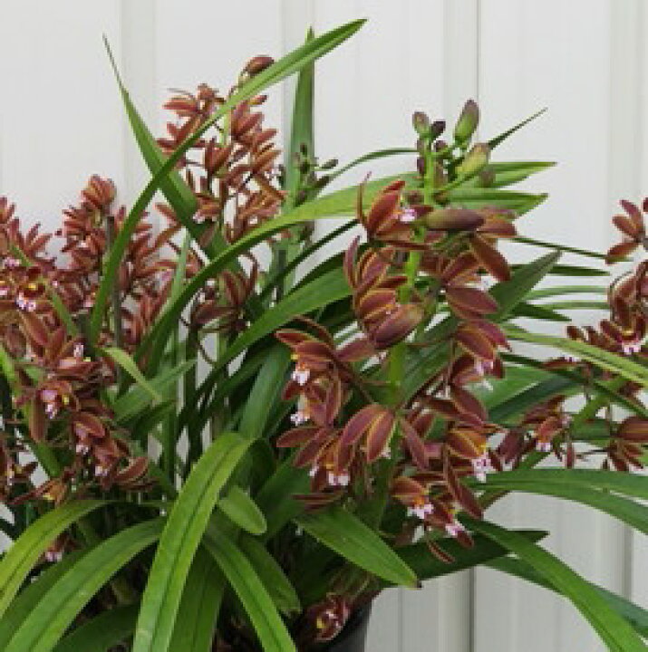 楽天市場】現品 キンリョウヘン（金稜辺）5号鉢植え 花芽8本立ち516(h4 