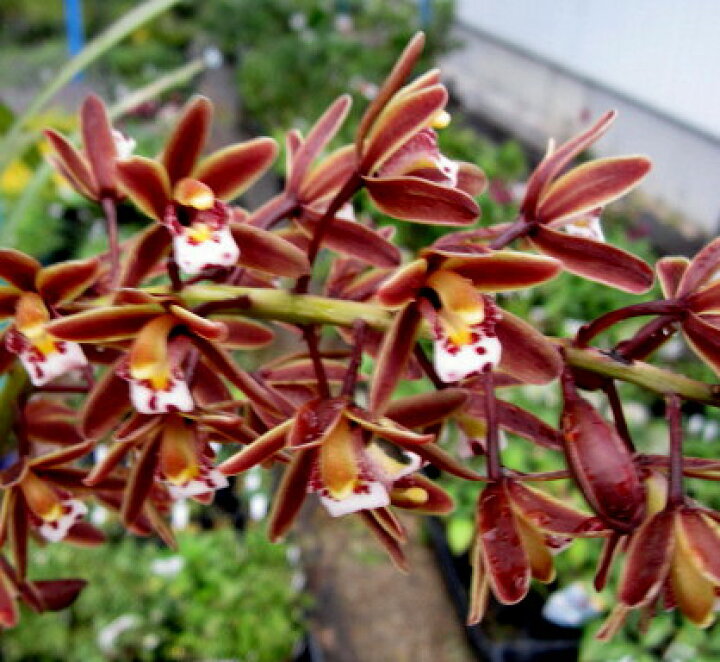 楽天市場】現品 キンリョウヘン（金稜辺）5号鉢植え 花芽8本立ち516(h4 