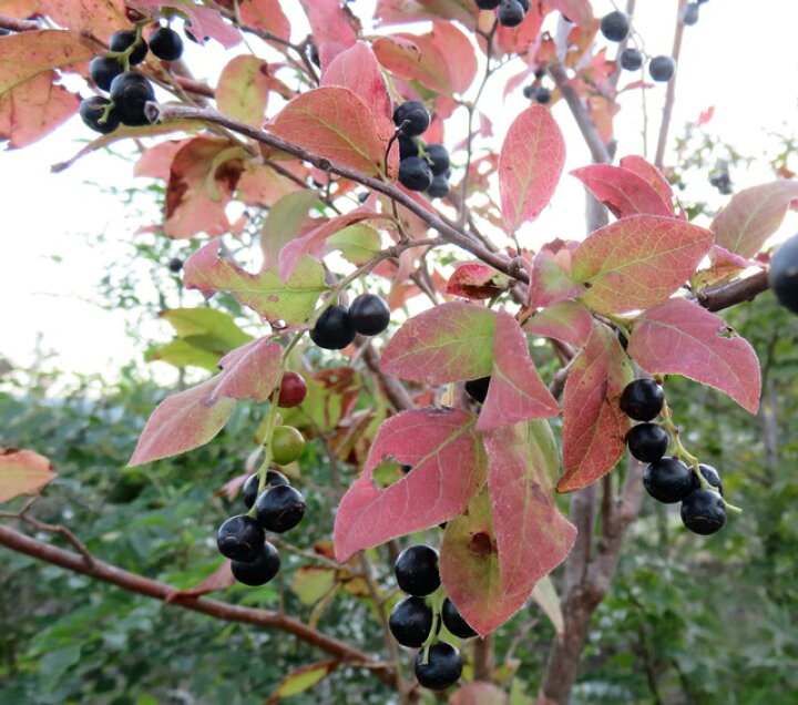 楽天市場 現品 ナツハゼ 株立ち 苗木 樹高1 2m 4 千草園芸