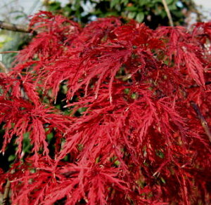 【現品/DA005】アカシダレモミジ (赤枝垂れ紅葉) 苗木 樹高約1.4m シンボルツリーにオススメ 落葉樹