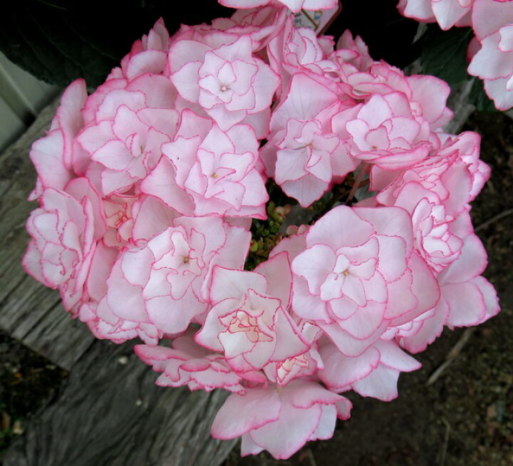 楽天市場 花終わり 現品発送 自然開花株 アジサイ Keiko 6号 577 E06 3 千草園芸