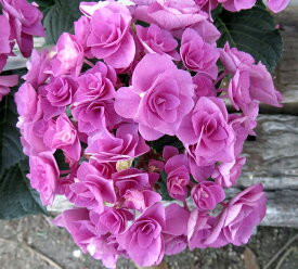 【花傷み】アジサイ（紫陽花・あじさい）　フェアリーラブ　ピンク　5号鉢植え【24年入荷株】