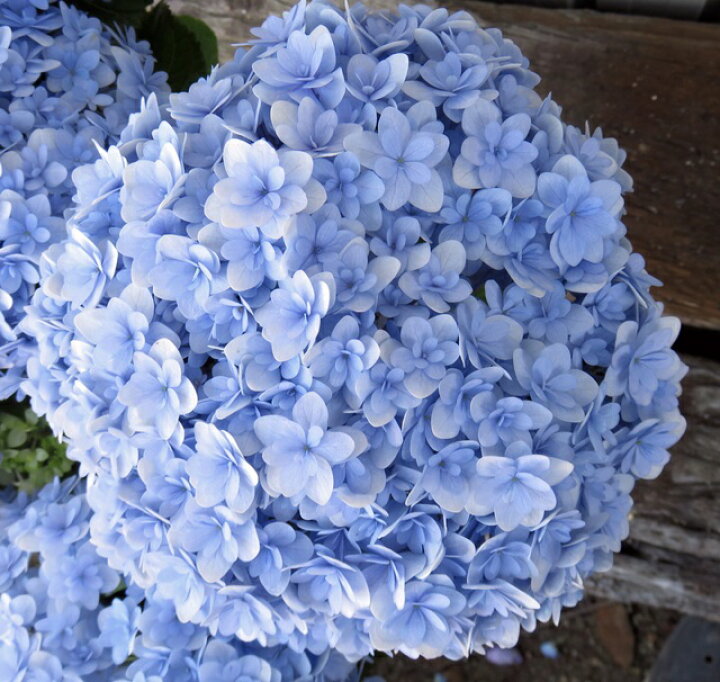 楽天市場 開花株 アジサイ 紫陽花 あじさい テマリテマリ ブルー 5号苗 21年入荷株 千草園芸