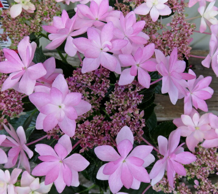 楽天市場 開花株 アジサイ 紫陽花 あじさい ダンスパーティー ピンク 5号 21年入荷株 千草園芸 楽天市場 開花株 アジサイ 紫陽花 あじさい ダンスパーティー ピンク 5号 21年入荷株 千草園芸