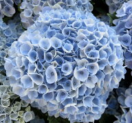 【開花株】アジサイ（紫陽花・アジサイ） マジカルレボリューション（ブルー）5号鉢植え【26年入荷株】