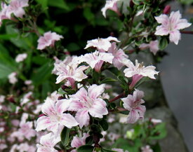 斑入り白丁花（ハクチョウゲ）「コウチョウゲ」 ピンク一重　 3号苗(J03-5)