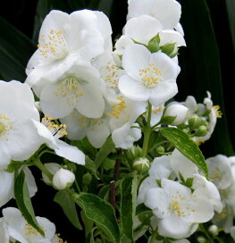 楽天市場 樹木コーナー 花木 落葉 中低木 春咲 バイカウツギ 千草園芸