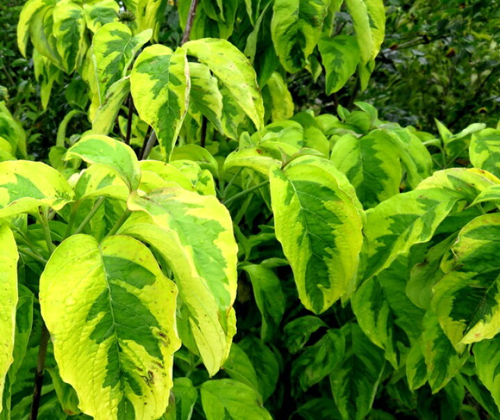 楽天市場 現品 秋以降の発送予定 花水木 ハナミズキ レインボー 苗木 樹高1 4ｍ シンボルツリーに最適な植木 苗木のアメリカ ハナミズキ 千草園芸