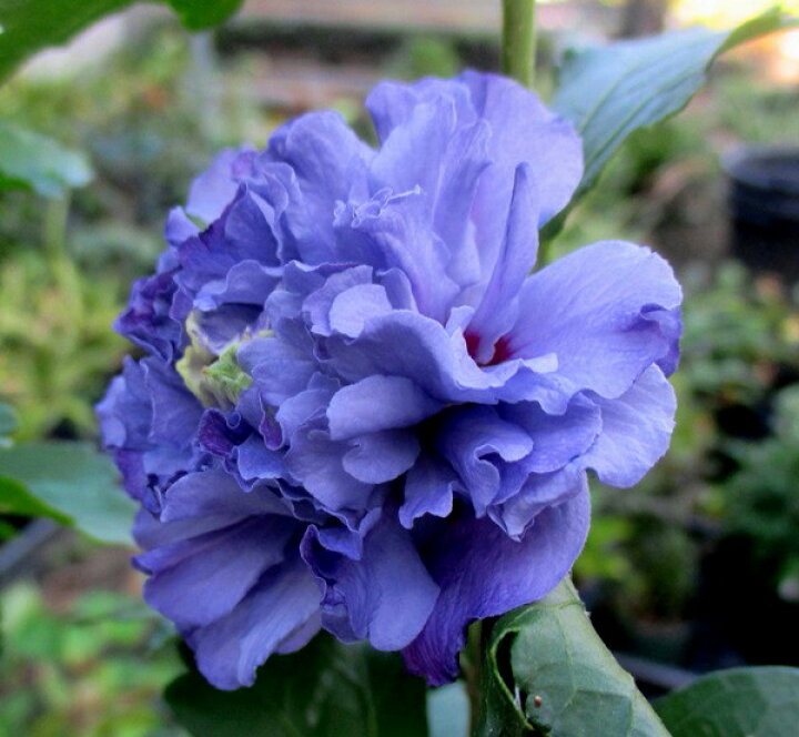 楽天市場 ムクゲ 紫玉 シギョク 苗 6号 E02 千草園芸