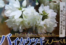楽天市場 樹木コーナー 花木 落葉 中低木 春咲 バイカウツギ 千草園芸